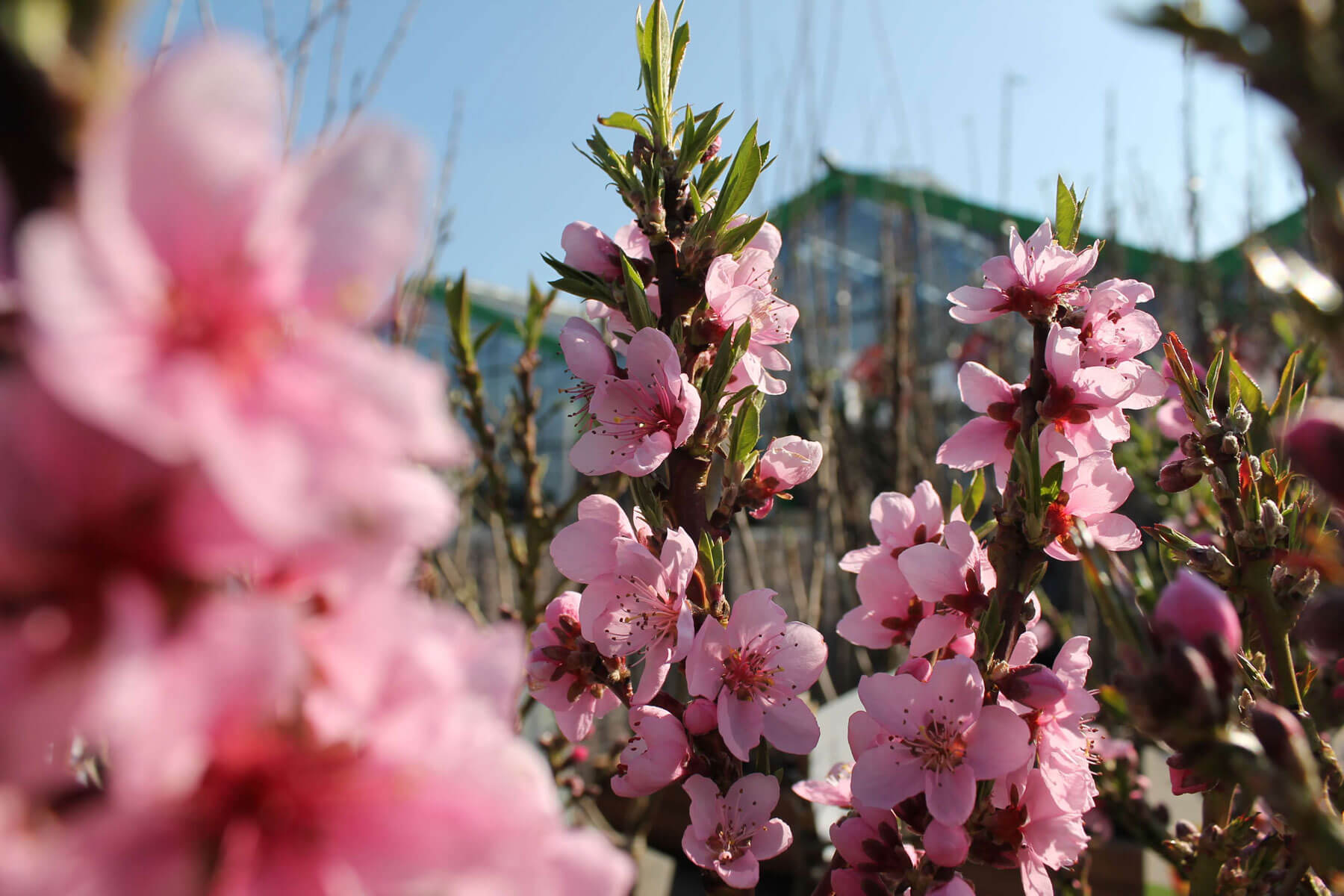 Blumen, Pflanzen, Sträucher