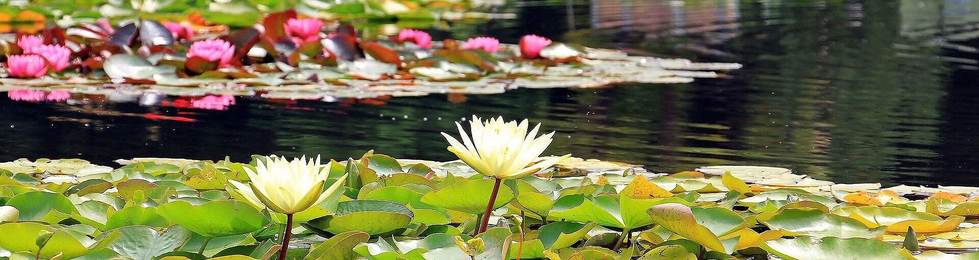 Teich