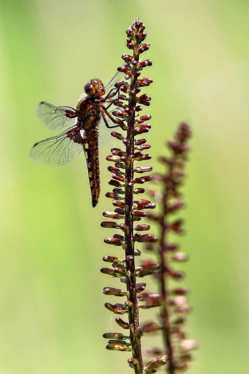 Teichpflanze mit Libelle