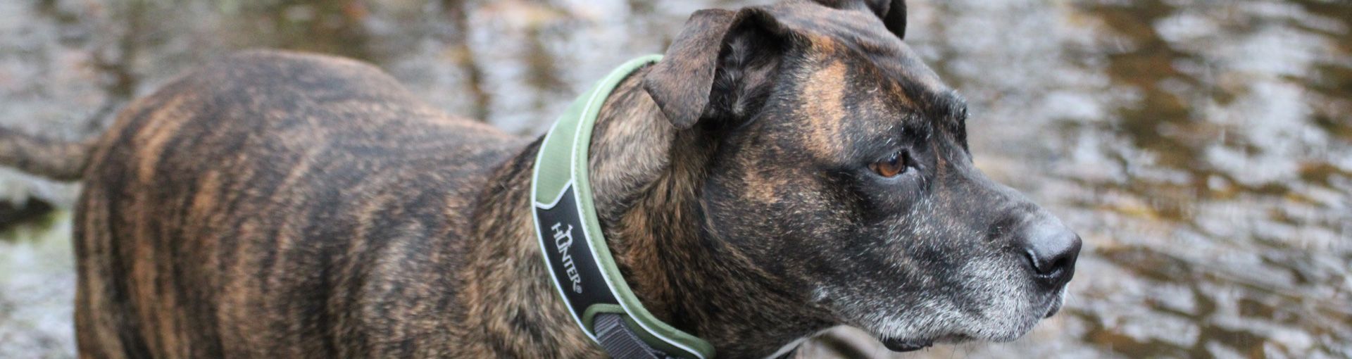 Hundebetten