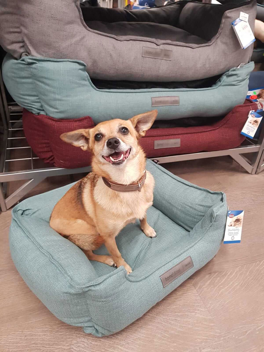 Hundebetten