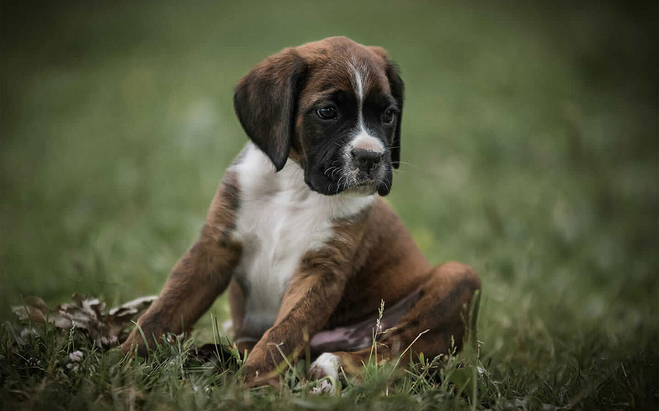 Boxerwelpe
