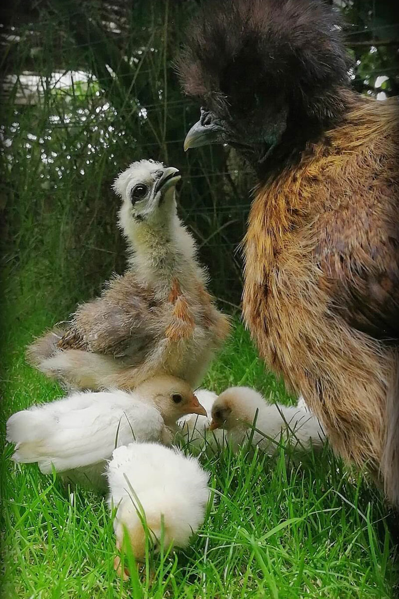 Geflügel mit Küken