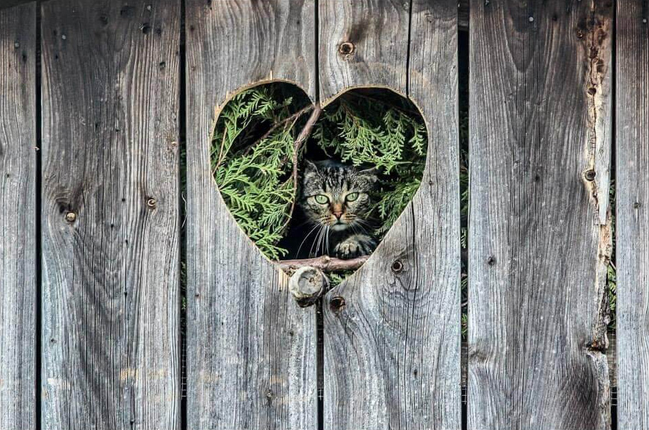 Katze