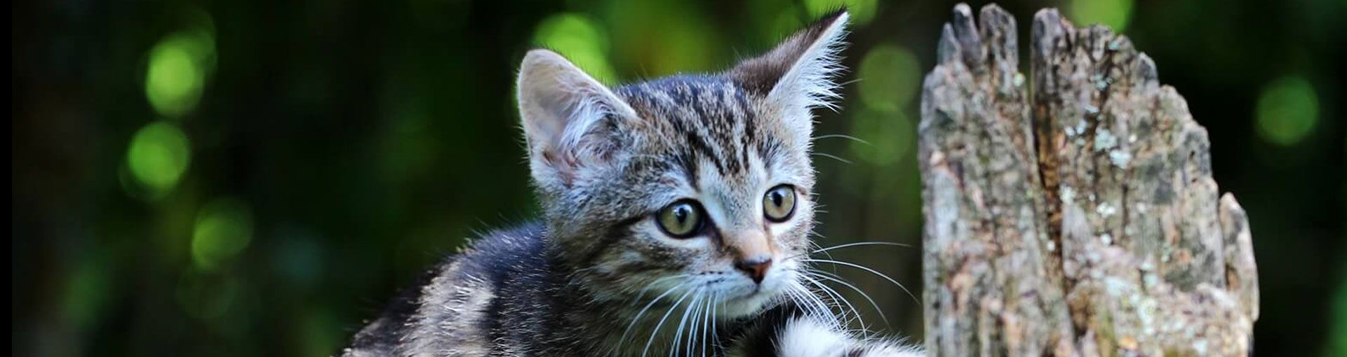 Katze