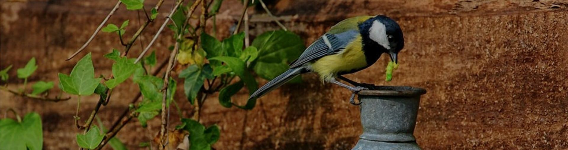 Wildvogel