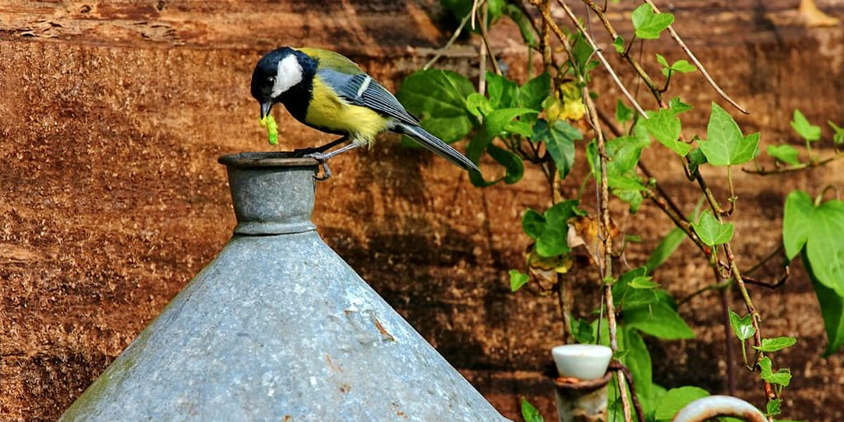 Wildvogel