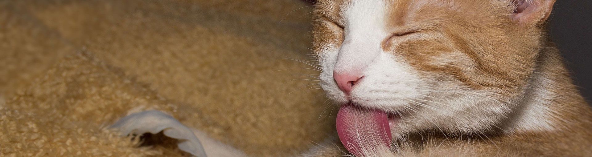 Katzenpflege/ -hygiene/ -streu